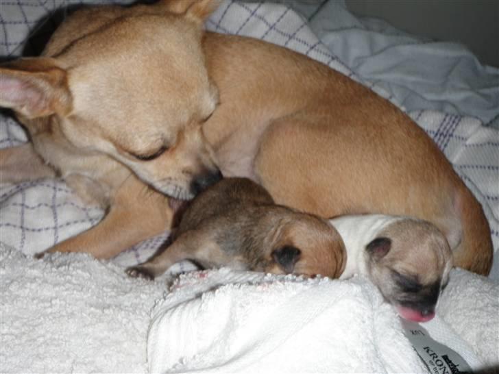 Chihuahua Gucci Baby<3 billede 8