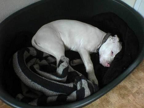 Dogo argentino MØFFE  billede 14