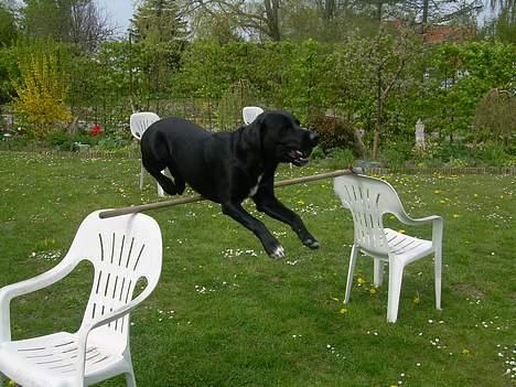 Labrador retriever Lucas - man kan da godt springe selvom man har en boldt i munden !! ... <33 :d billede 10