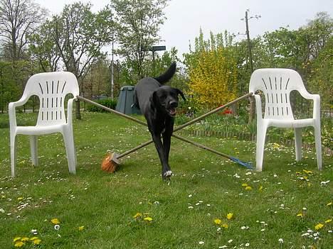 Labrador retriever Lucas - er jeg ikk dygtig?! .. :p <33  billede 11