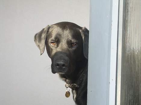 Labrador retriever Lucas - sagde du pigehund??! :d <33 ... billede 12
