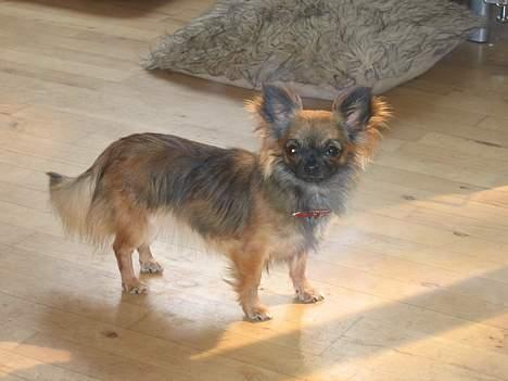 Chihuahua diva - sussi billede 14