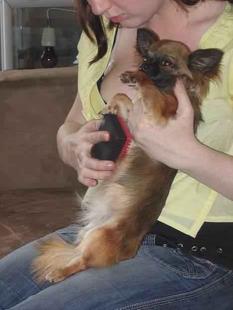 Chihuahua diva - sussi billede 15