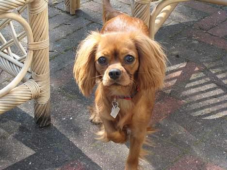 Cavalier king charles spaniel Donna billede 4