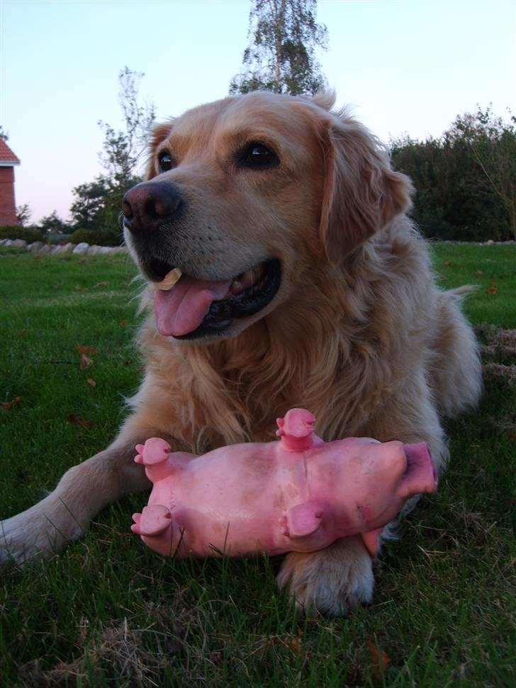 Golden retriever Buster billede 8