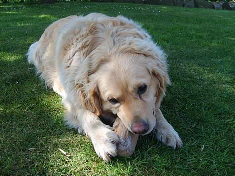 Golden retriever Buster billede 9