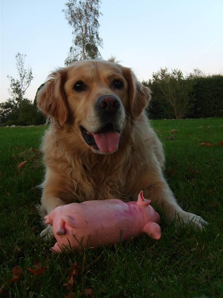 Golden retriever Buster billede 10