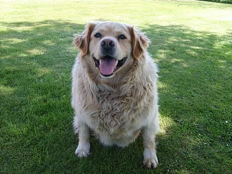 Golden retriever Buster billede 11