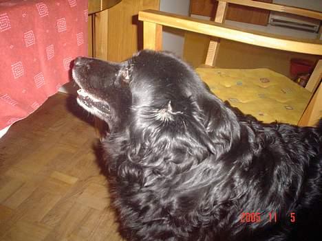 Blanding af racer Trine - <33 billede 20