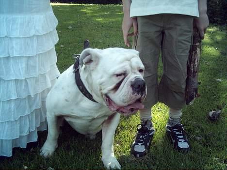 Olde english bulldogge Cæzar 'død' billede 9
