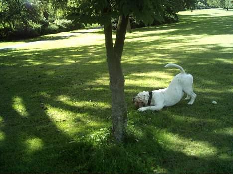 Olde english bulldogge Cæzar 'død' billede 10