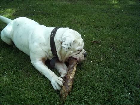 Olde english bulldogge Cæzar 'død' billede 11