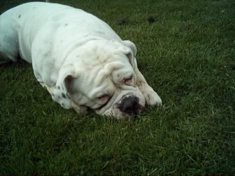 Olde english bulldogge Cæzar 'død' billede 12