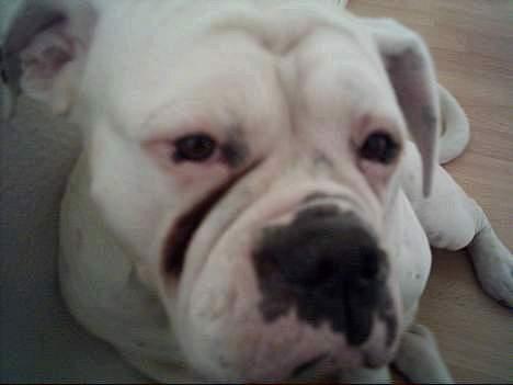 Olde english bulldogge Cæzar 'død' billede 13