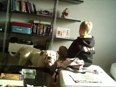 Olde english bulldogge Cæzar 'død' billede 14