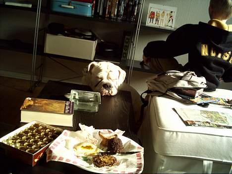 Olde english bulldogge Cæzar 'død' billede 15