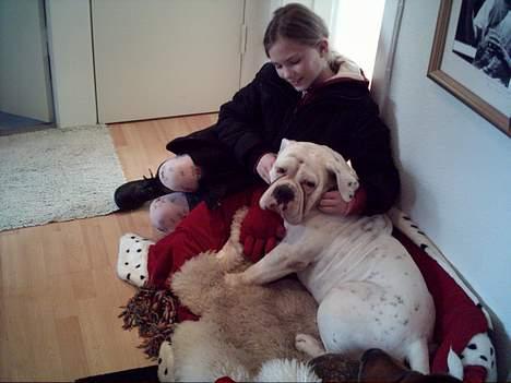 Olde english bulldogge Cæzar 'død' billede 16