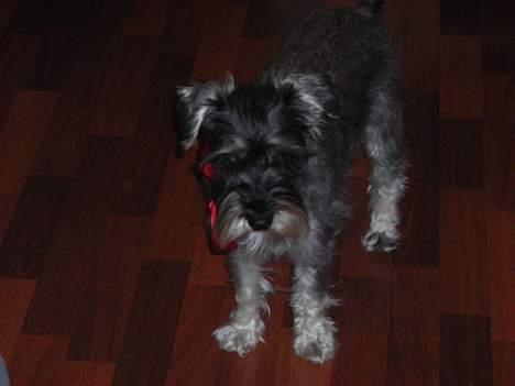 Dvaergschnauzer Troya - Troya juleften 2006 billede 1