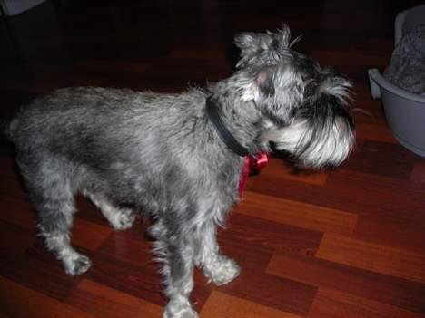 Dvaergschnauzer Troya - Troya juleften 2006 billede 2