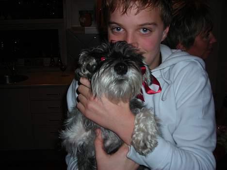 Dvaergschnauzer Troya - Troya juleften 2006 sammen med ejer af brugeren:P billede 3