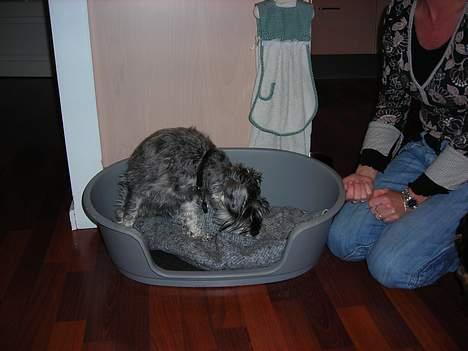 Dvaergschnauzer Troya - Troya ligger i sin kurv. billede 4