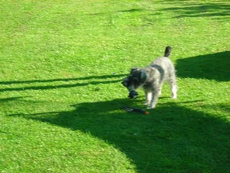 Dvaergschnauzer Troya - Som sagt, hun leger altid i haven billede 5