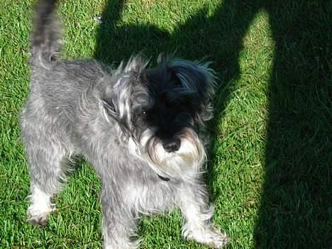 Dvaergschnauzer Troya - Som sagt, hun leger altid i haven billede 6