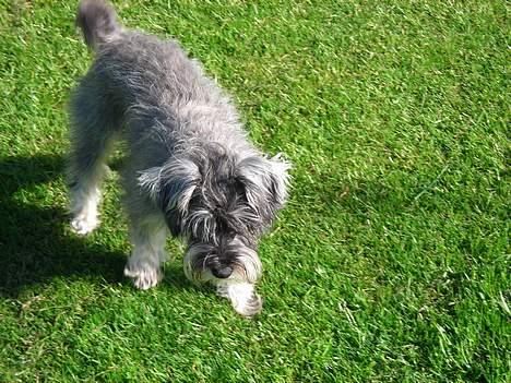 Dvaergschnauzer Troya - Som sagt, hun leger altid i haven billede 7