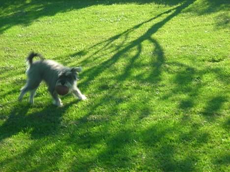 Dvaergschnauzer Troya - Som sagt, hun leger altid i haven billede 9