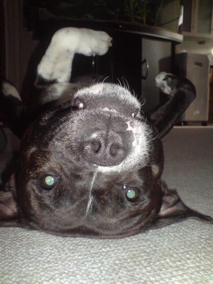 Staffordshire bull terrier Django - Nus miggggg billede 15