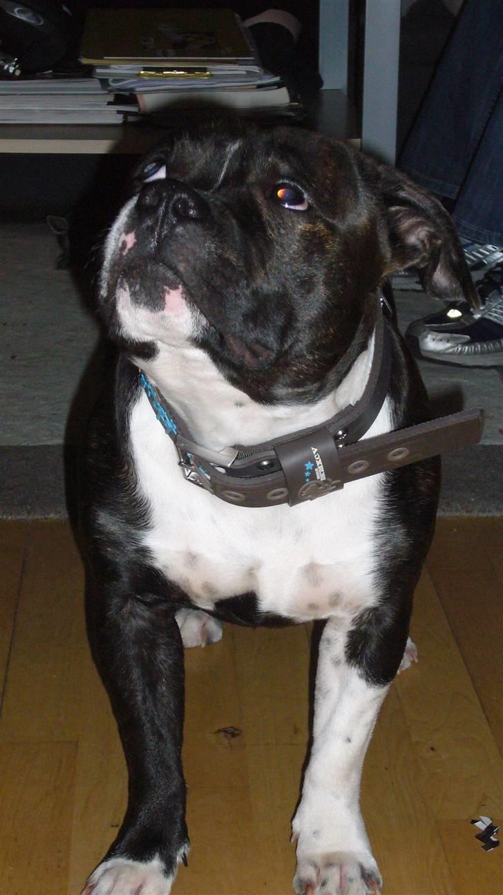 Staffordshire bull terrier Django billede 16