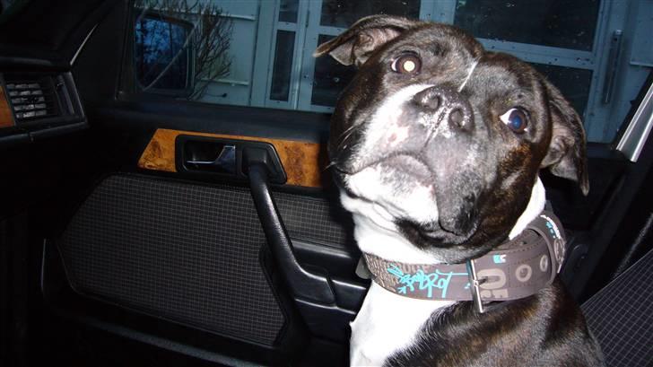 Staffordshire bull terrier Django billede 17