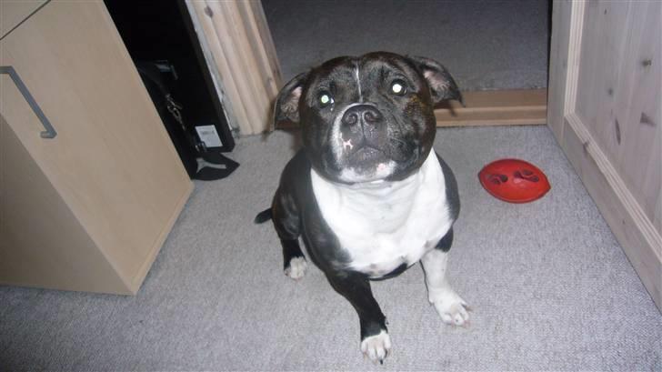 Staffordshire bull terrier Django billede 18