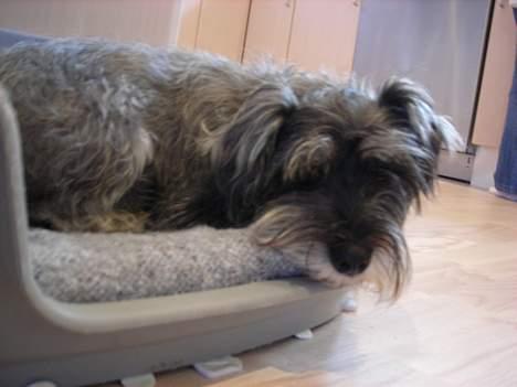 Dvaergschnauzer Troya - Troya ligger i sin kurv. billede 10