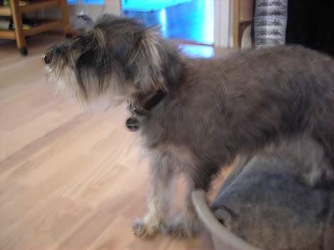 Dvaergschnauzer Troya - Troya står op, og er klar til at få mad:P billede 11