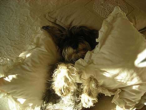 Dvaergschnauzer Troya billede 12