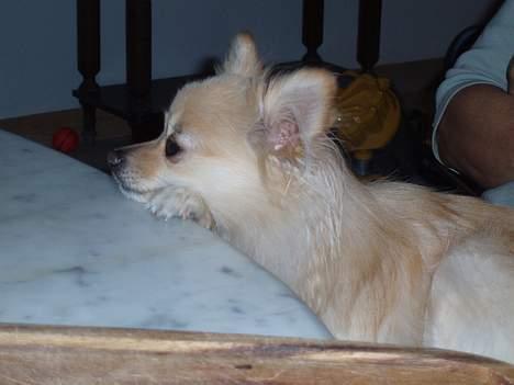 Pomeranian Tulle billede 14