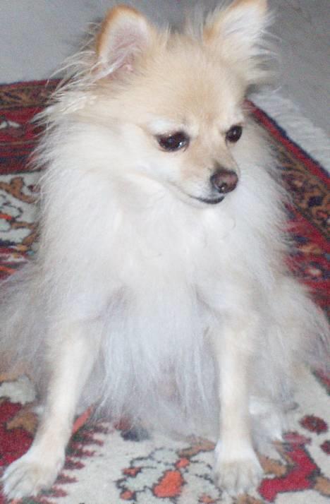 Pomeranian Tulle billede 15