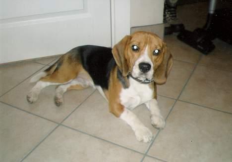 Beagle 3år d. 3 juni 09 (død 6/10-15)  billede 3