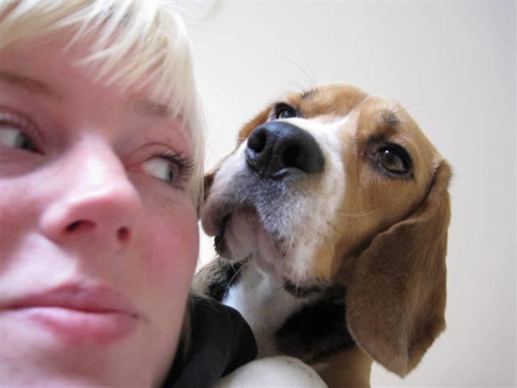 Beagle 3år d. 3 juni 09 (død 6/10-15)  billede 4