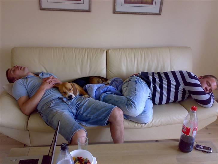 Beagle 3år d. 3 juni 09 (død 6/10-15)  - Ja det må åbenbart være hårdt at være dreng c",) billede 5