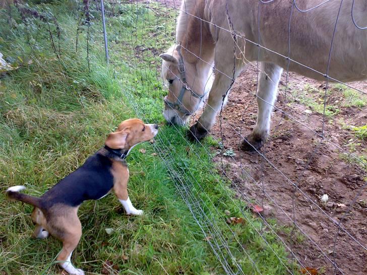 Beagle 3år d. 3 juni 09 (død 6/10-15)  - Hold da op en stor "hund" billede 6