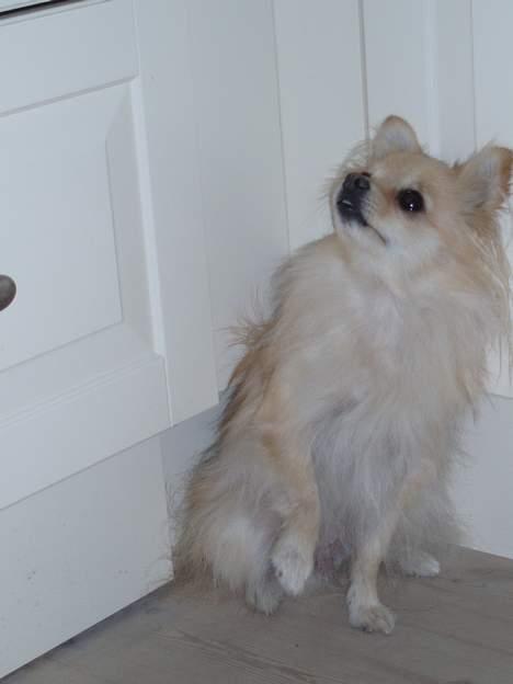 Pomeranian Tulle - Tigge tigge, er der noget lækkert til mig? billede 16