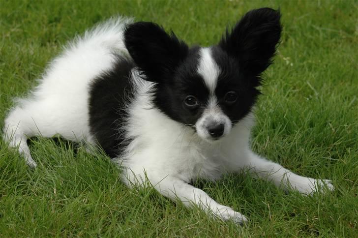 Pomeranian Tulle - Balou, som er kommet i himlen og blevet til en smuk stjerne! billede 17