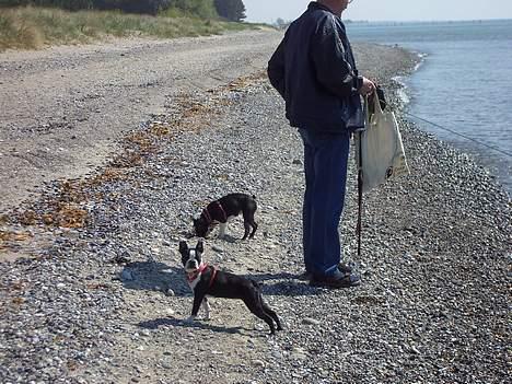 Boston terrier Asta - Strandtur! billede 8