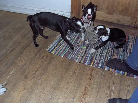 Boston terrier Flora billede 11