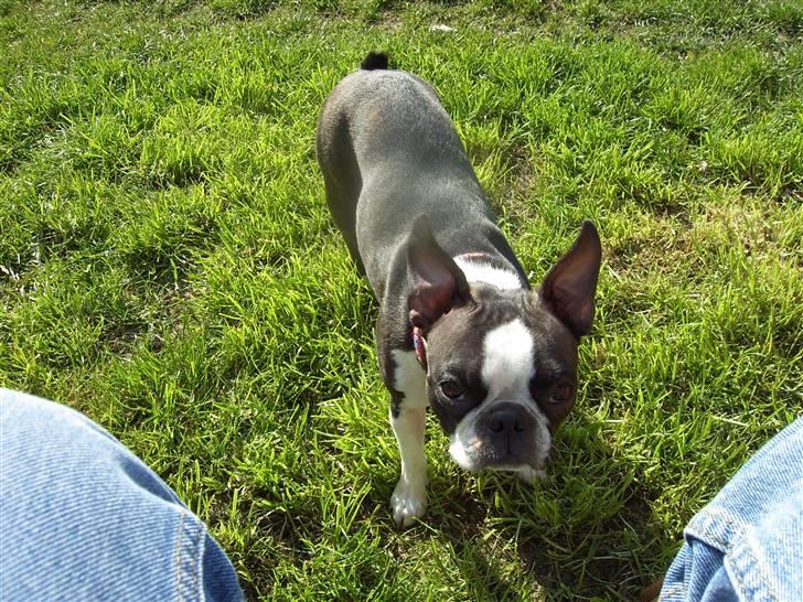 Boston terrier Flora billede 12