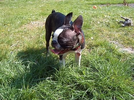 Boston terrier Flora billede 14