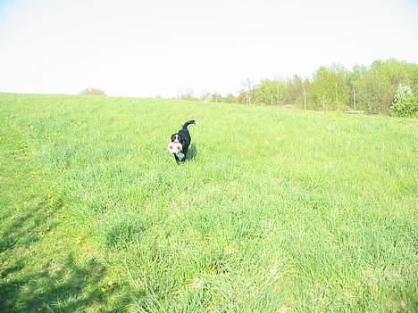 Blanding af racer thor billede 3