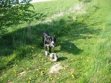 Blanding af racer thor billede 5